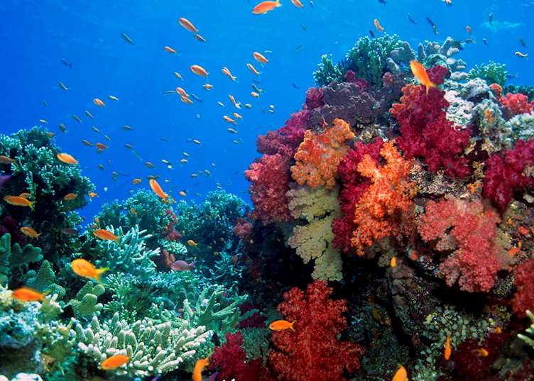 Coral reef off the coast of Fiji
