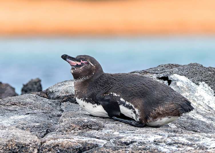 Galapagos penguin