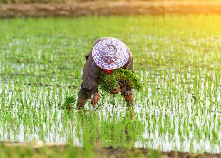 Rice farmer in Battambang