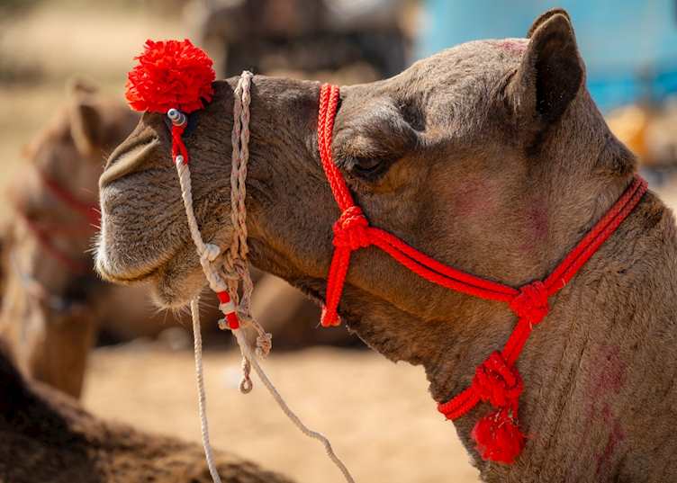 Camel at the Pushkar Fair, Rajasthan