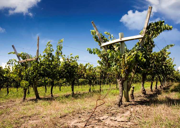 Vineyard on the outskirts of Montevideo