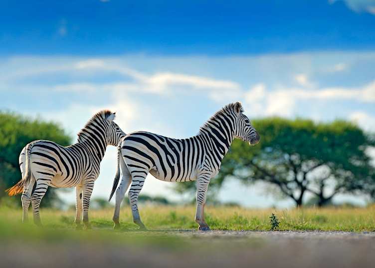 Burchell's zebra in Nxai Pan National Park