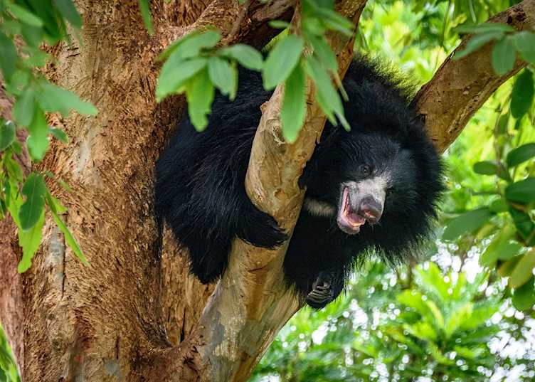 Sloth bear, Kanha National Park