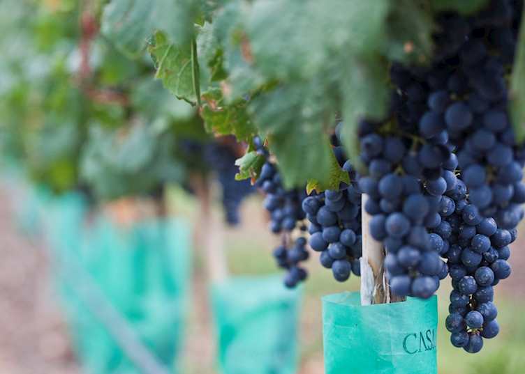 Vineyard, Casa de Uco