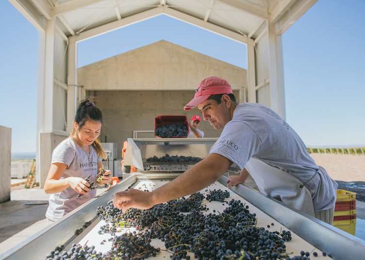 Harvest, Casa de Uco