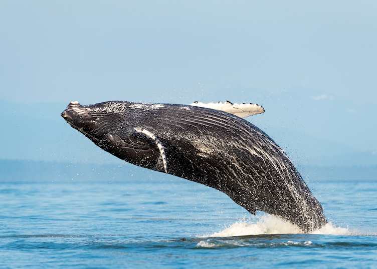Humpback whale off Vancouver Island