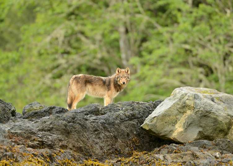 Wolf on Vancouver Island