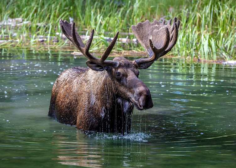 Moose, Jasper National Park