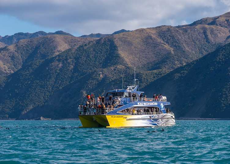 Whale Watch Kaikoura