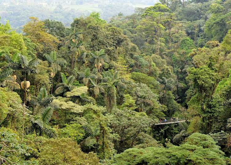 Arenal Hanging Bridge