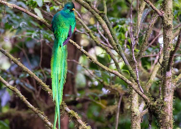 Resplendent quetzal, Monteverde Cloud Forest