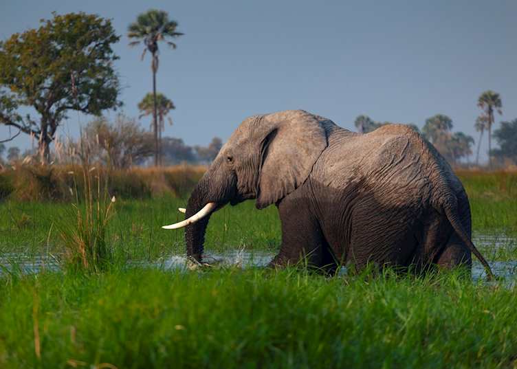 Elephant, Selinda Concession