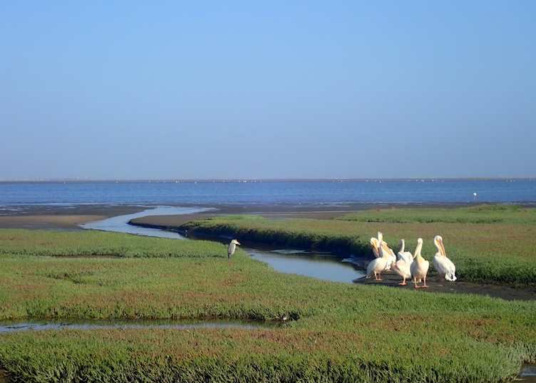 Pelicans on Pelican Point sea safari  - Walvis Bay - Namibia