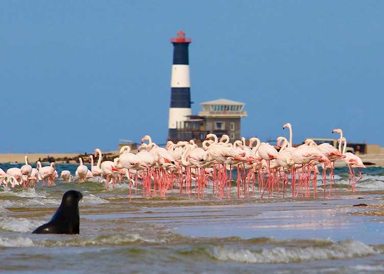Flamingoes and Seals on Pelican Point sea safari  - Walvis Bay - Namibia