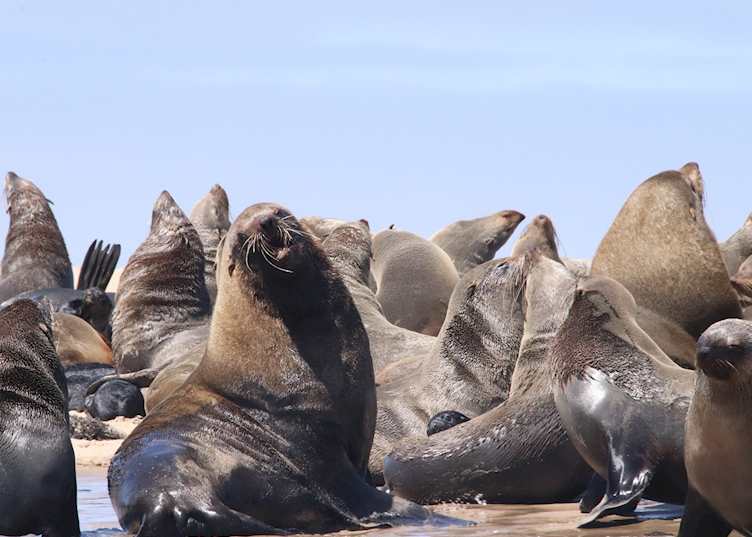 Pelican Point sea safari  - Walvis Bay - Namibia