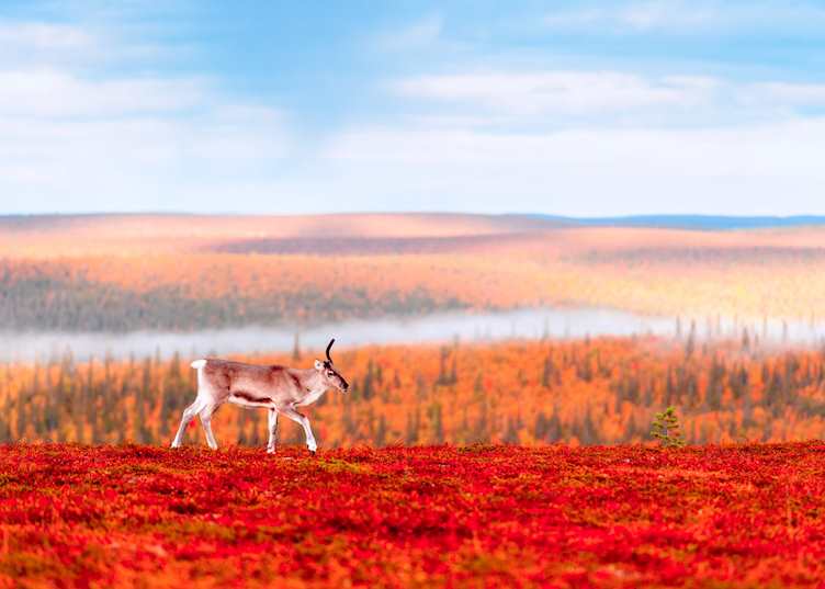 Reindeer in Saariselkä