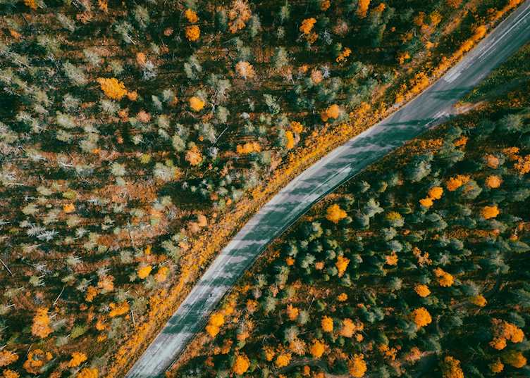 Autumnal forest in Finnish Lapland