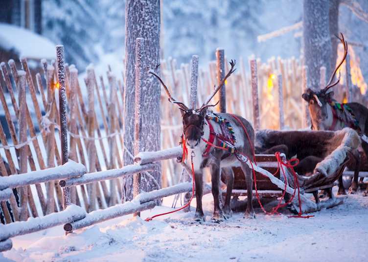 Reindeer in Rovaniemi, Finnish Lapland