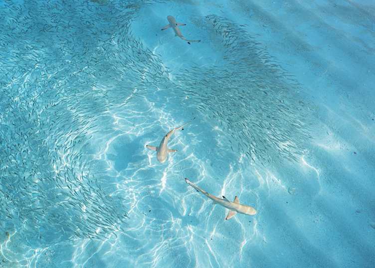 Reef sharks swimming in the shallows