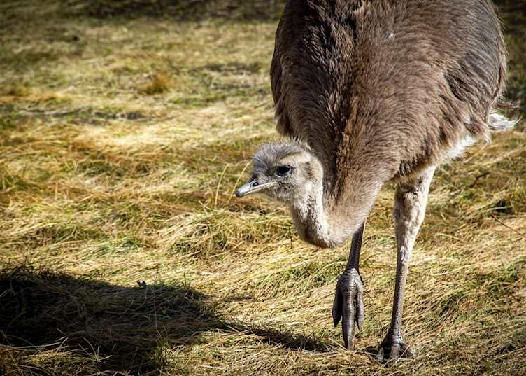 Ñandú, Explora Patagonia National Park