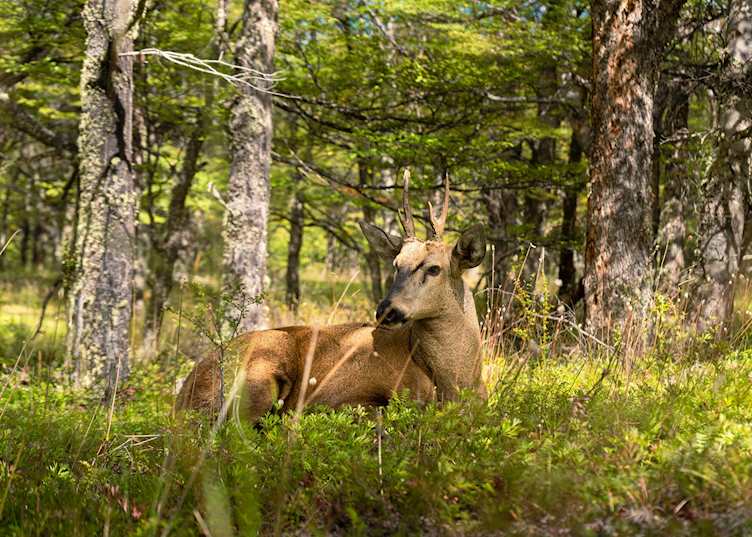 Huemul, Explora Patagonia National Park