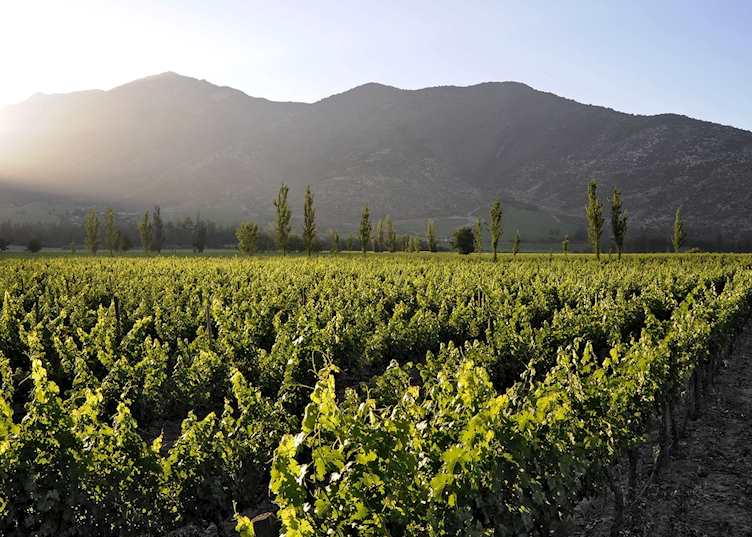 Vineyard, Casa Real