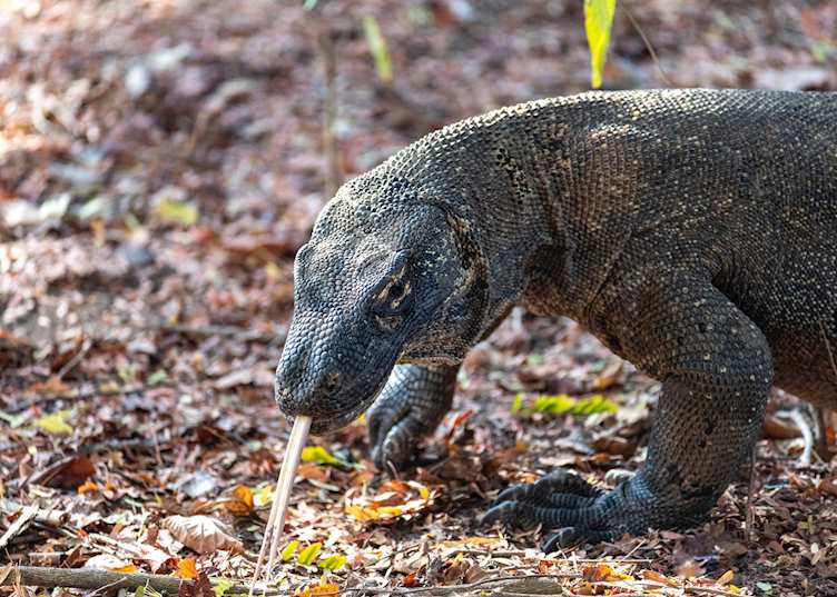 Komodo dragon, Komodo National Park
