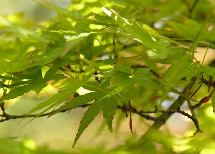 Maple leaves, Kanazawa