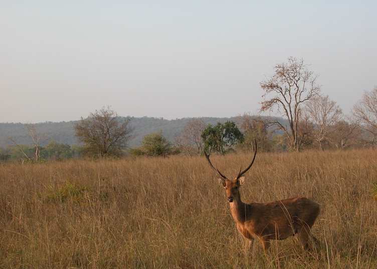 A sambar seen during a jeep safari at Ranthambore