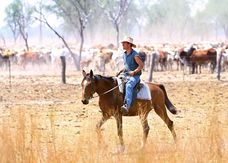 Jackeroo, Bullo River Station