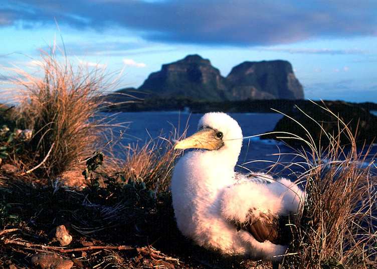 Boobie Bird, Lord Howe Island