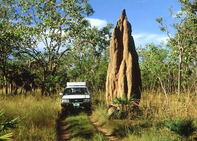 Giant Termite Mound, Litchfield National Park