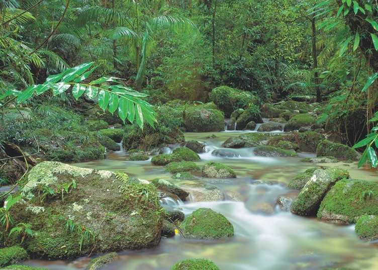 Daintree & Cape Tribulation, Queensland