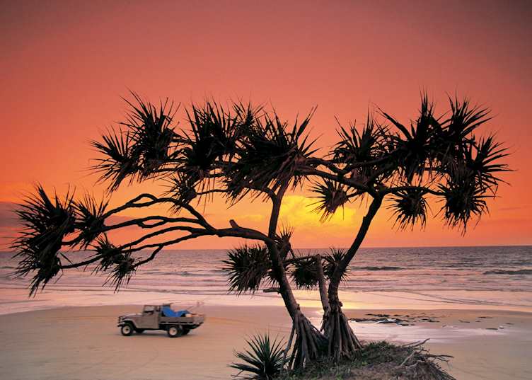 Pandanus tree, Fraser Island, Queensland