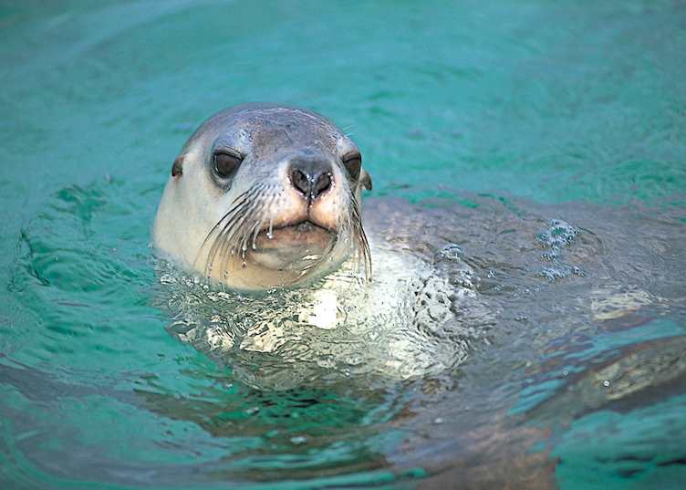 Sea lion at Baird Bay, Eyre Peninsula