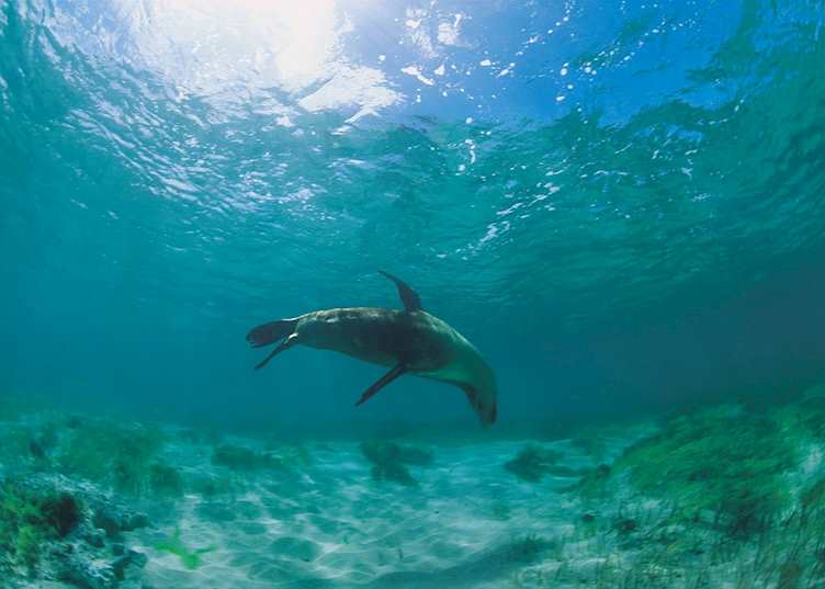 Sea lions at Baird Bay, Eyre Peninsula, South Australia