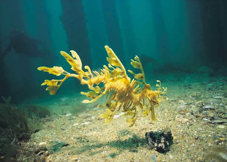 Leafy sea dragon, Fleurieu Peninsula