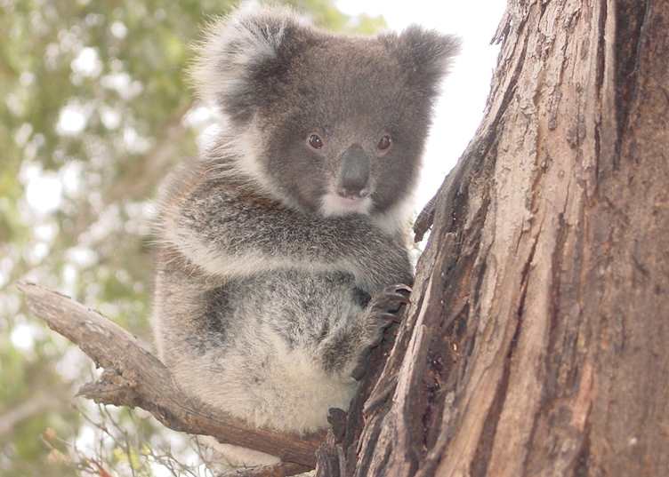 Baby Koala, Kangaroo Island, South Australia