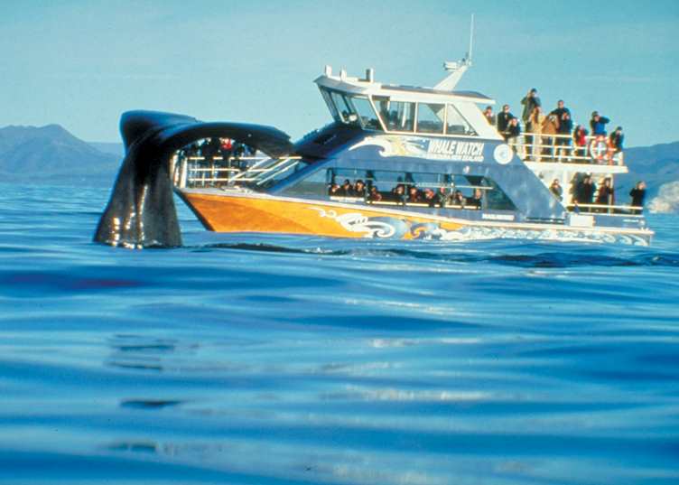 Whale watching, Kaikoura