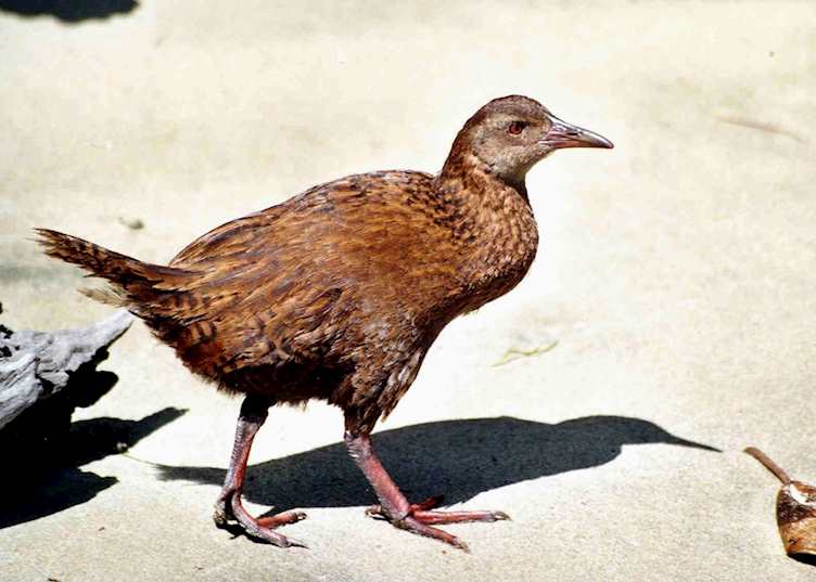 Weka, Stewart Island, New Zealand