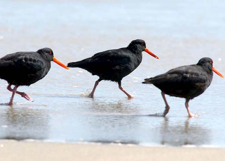 Variable oyster catchers, Stewart Island, New Zealand