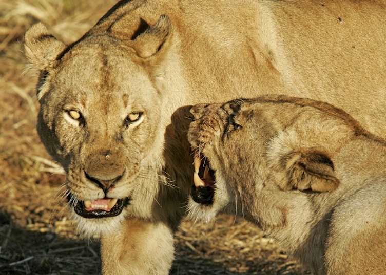 Lionesses in Zambia