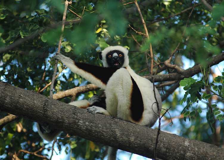 Coquerel's sifaka