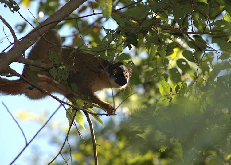 Brown lemur