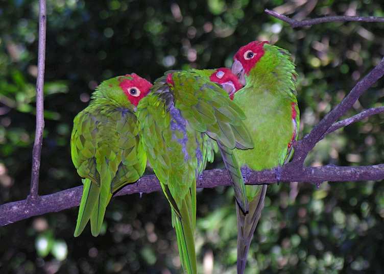 Love Birds at Birds of Eden