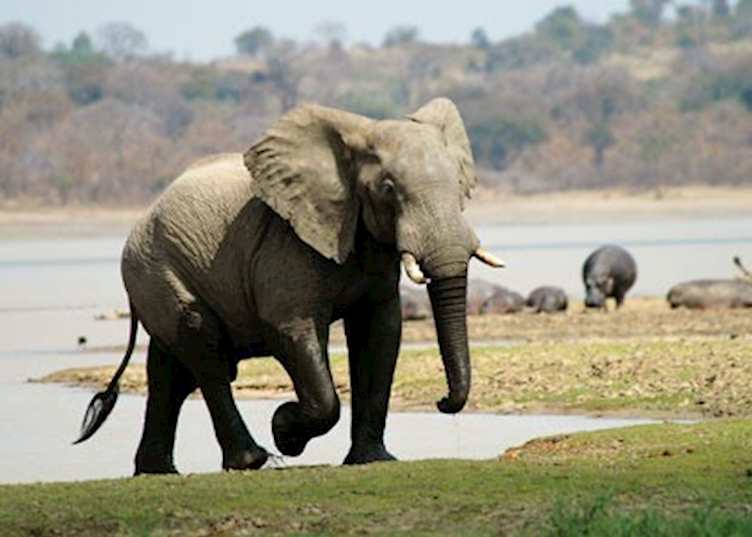 Elephant, Vwaza Marsh