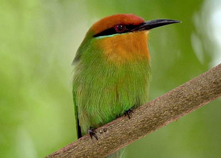 Bee eater, Liwonde