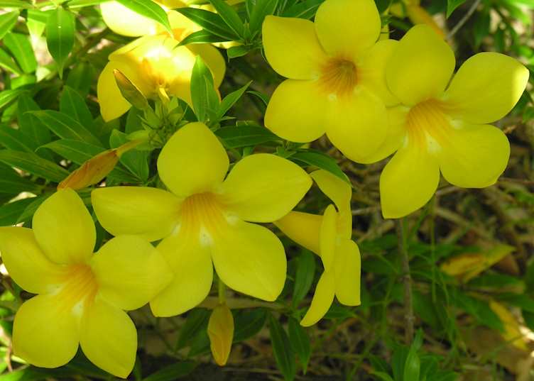Polynesian flowers, Tahiti