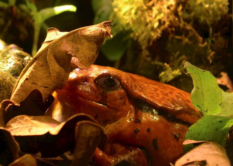 Tomato frog in Masoala