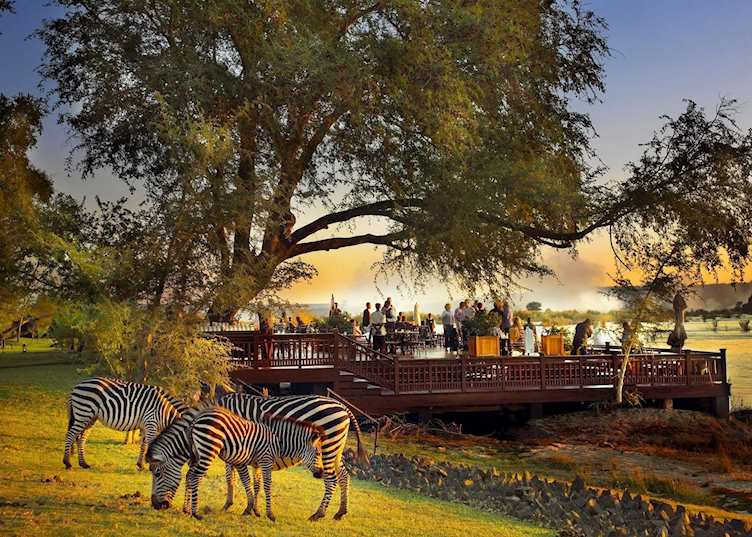Zebra grazing in front of the Royal Livingstone Hotel
